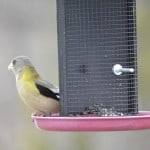 Evening Grosbeak