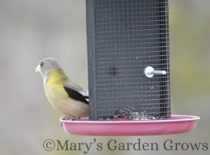 Evening Grosbeak