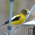 Evening Grosbeak