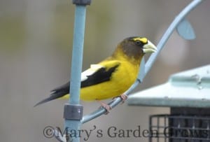 Evening Grosbeak