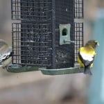 Evening Grosbeak