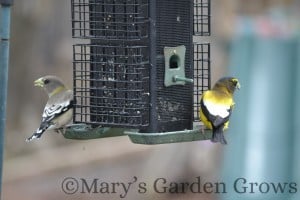 Evening Grosbeak