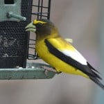 Evening Grosbeak