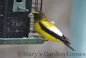 Evening Grosbeak