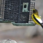 Evening Grosbeak