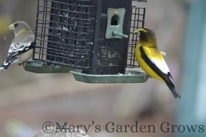 Evening Grosbeak