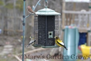 Purple Finch and Evening Grosbeaks