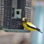 Evening Grosbeak