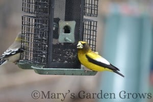 Evening Grosbeak