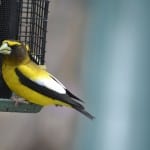 Evening Grosbeak