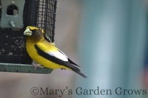 Evening Grosbeak