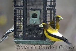 Evening Grosbeak