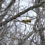 Evening Grosbeak