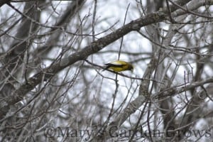 Evening Grosbeak