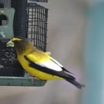 Evening Grosbeak