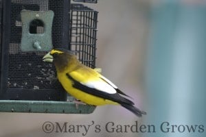 Evening Grosbeak