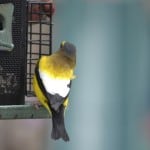 Evening Grosbeak