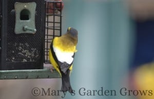 Evening Grosbeak