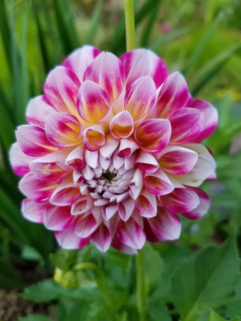 Hawaii Dahlia