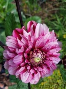 Crème de Cassis Dahlia