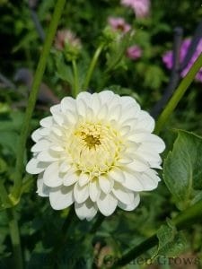 White Dahlias