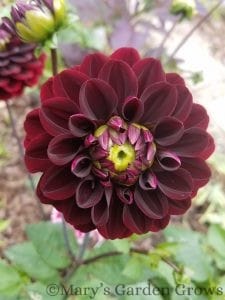 Daria in Love Dahlia