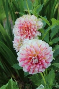 Unknown Dahlia