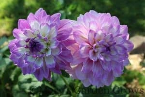 Blue Wish Dahlia