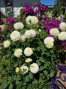 White Dahlias and Purple Phlox