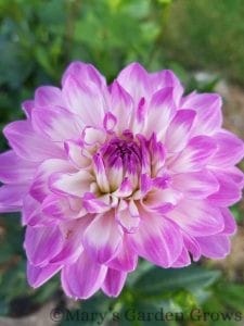 Blue Wish Dahlia