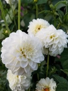 White Dahlias