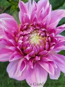 Pink Dahlia