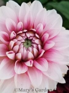 Light Pink Dahlia