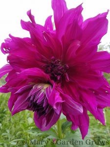 Mom's Special Dahlia