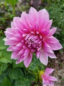 Pink Dahlia