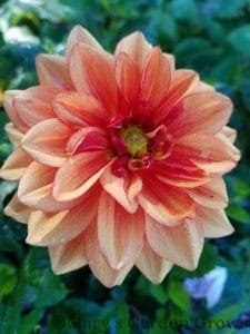 Peach Dahlia