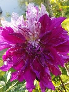 Mom's Special Dahlia