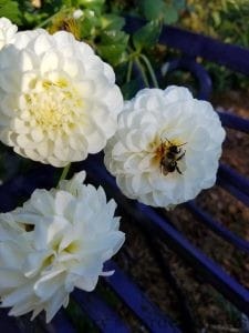 White Dahlias With Bee