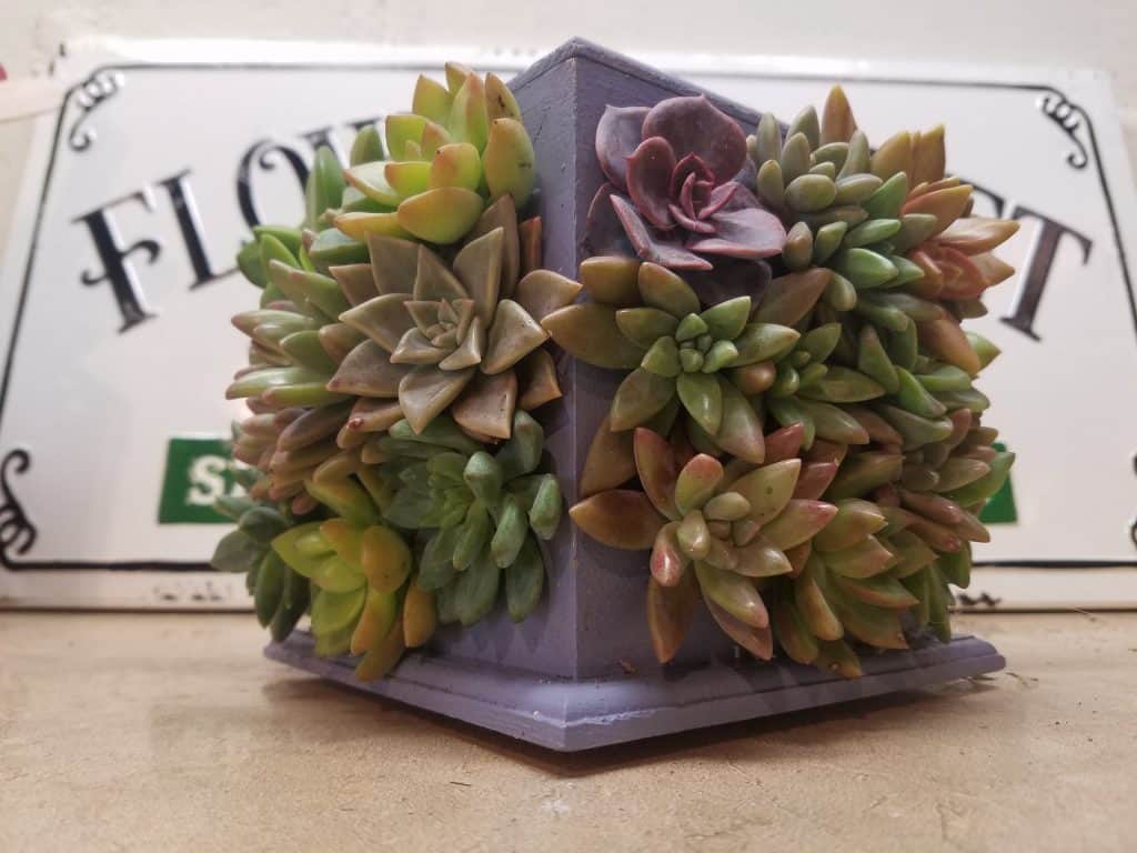 4 Way Succulent Frame