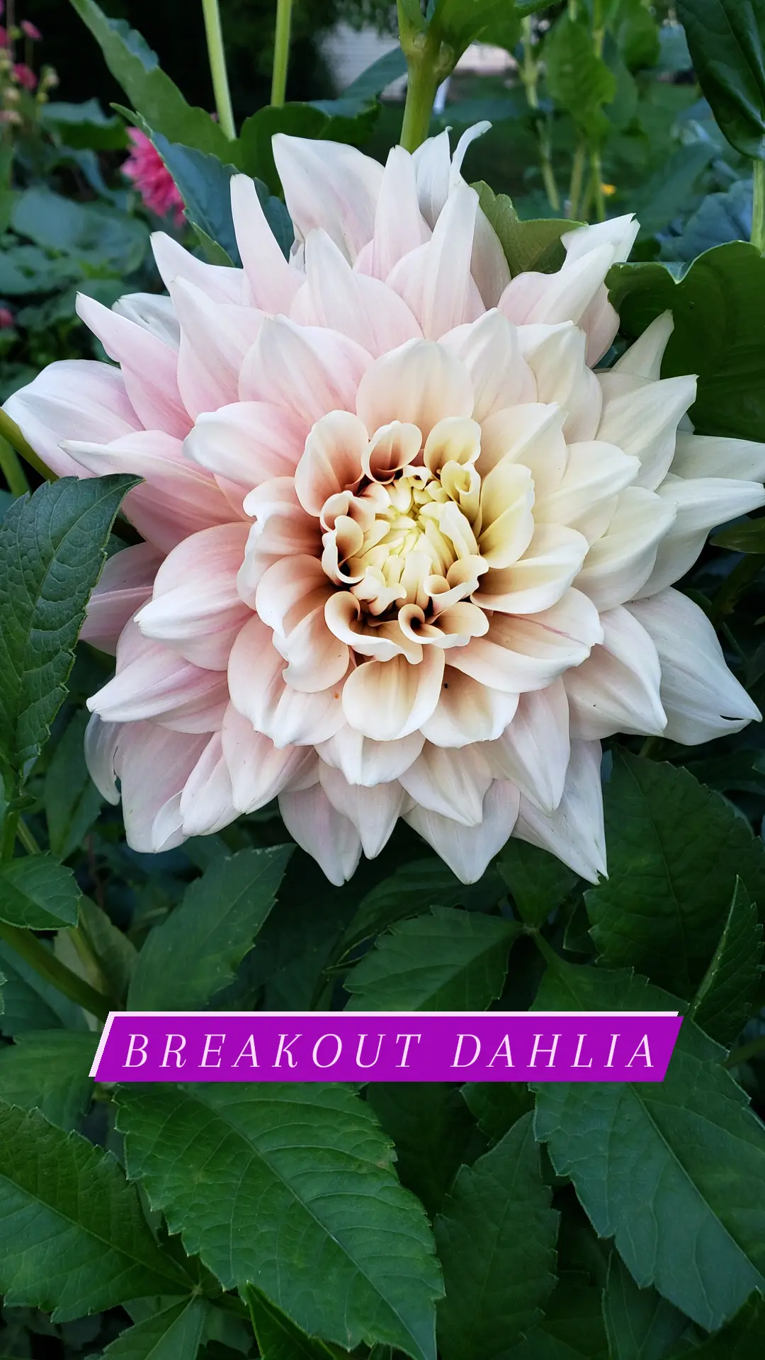 Breakout