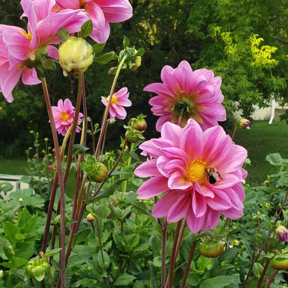 NOID Tall Open Pink
