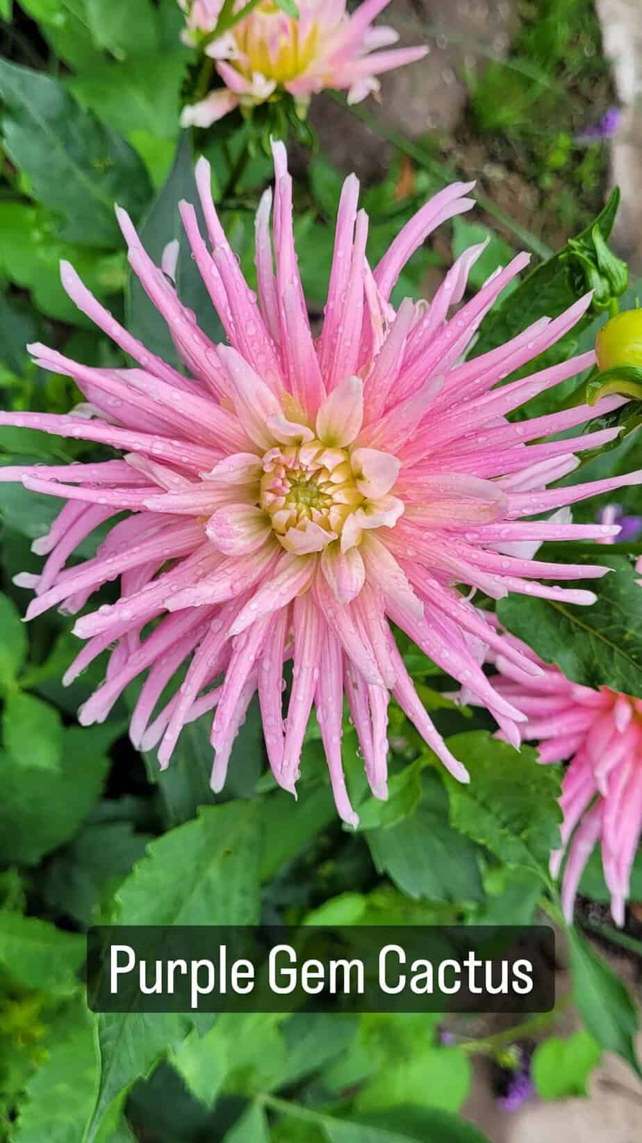 Purple Gem Cactus