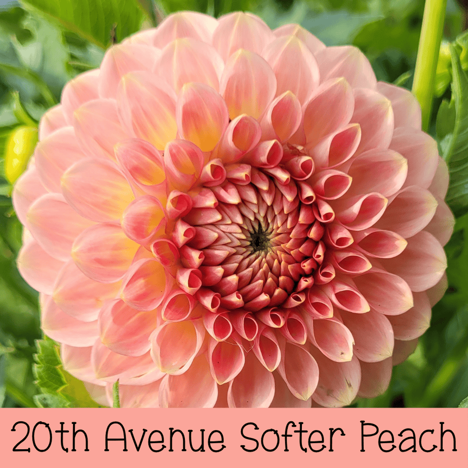 20th Avenue Softer Peach