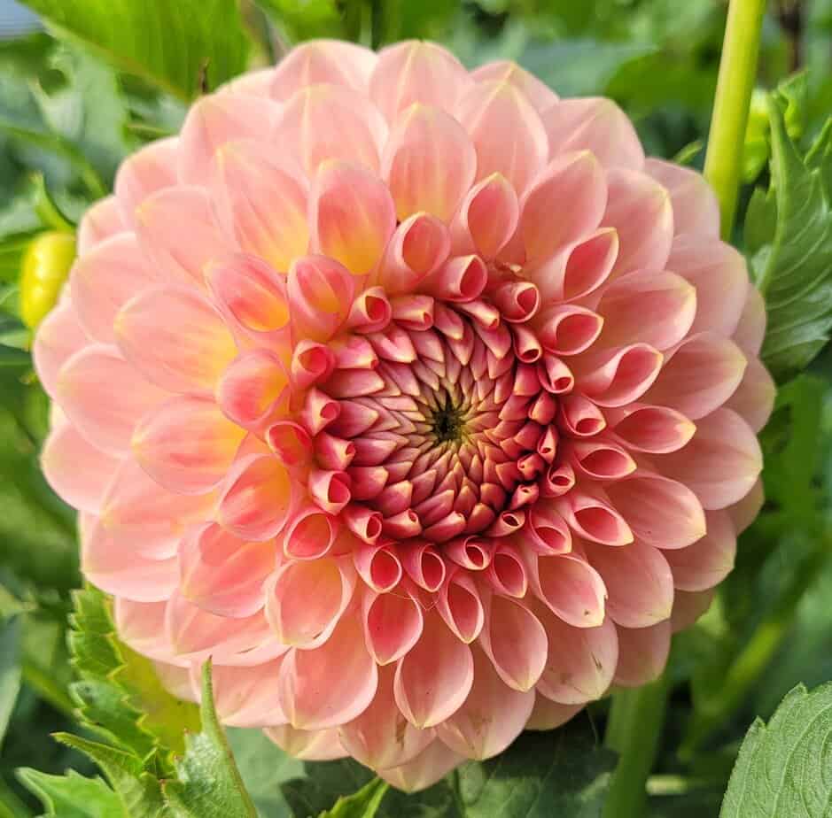 20th Avenue Softer Peach