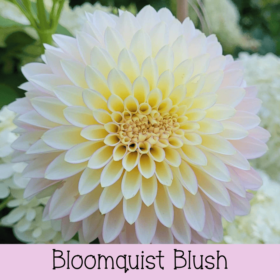 Bloomquist Blush