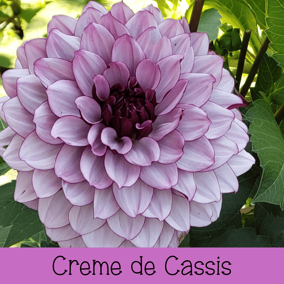 Creme de Cassis