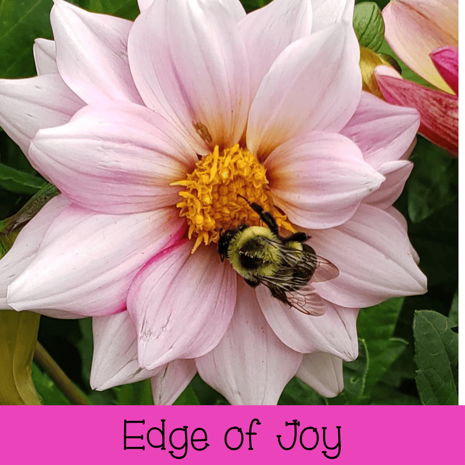 Edge of Joy
