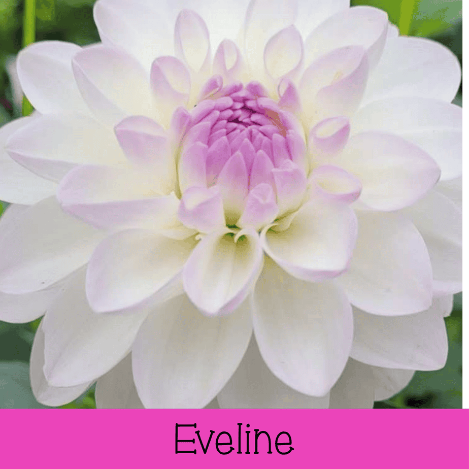 Eveline