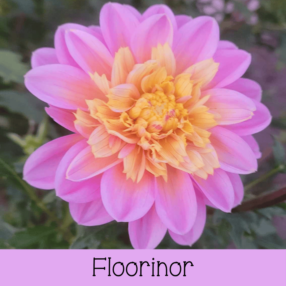 Floorinor