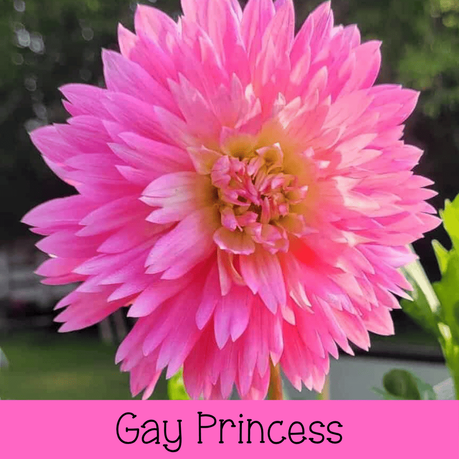 Gay Princess